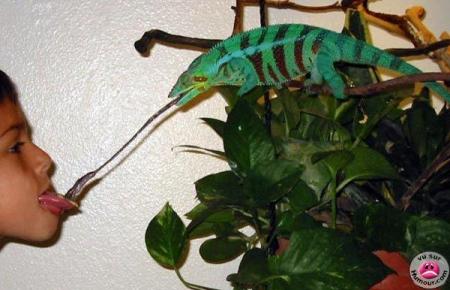 Le bisou du caméléon